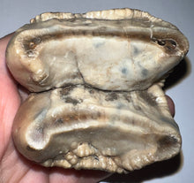 Load image into Gallery viewer, Super Rare Deinothere Large Fossil Molar Prodeinotherium 2.65 Inches
