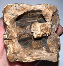 Load image into Gallery viewer, Super Rare Deinothere Large Fossil Molar Prodeinotherium 2.65 Inches
