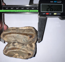 Load image into Gallery viewer, Super Rare Deinothere Large Fossil Molar Prodeinotherium 2.65 Inches
