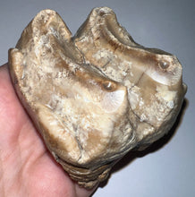 Load image into Gallery viewer, Super Rare Deinothere Large Fossil Molar Prodeinotherium 2.65 Inches
