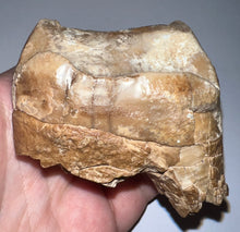 Load image into Gallery viewer, Super Rare Deinothere Large Fossil Molar Prodeinotherium 2.65 Inches

