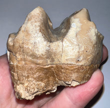 Load image into Gallery viewer, Super Rare Deinothere Large Fossil Molar Prodeinotherium 2.65 Inches
