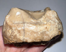 Load image into Gallery viewer, Super Rare Deinothere Large Fossil Molar Prodeinotherium 2.65 Inches
