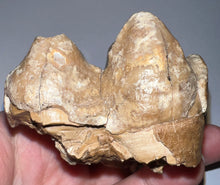 Load image into Gallery viewer, Super Rare Deinothere Large Fossil Molar Prodeinotherium 2.65 Inches
