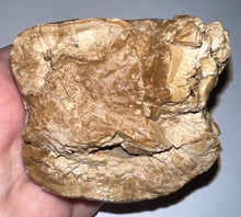 Load image into Gallery viewer, Super Rare Deinothere Large Fossil Molar Prodeinotherium 2.65 Inches
