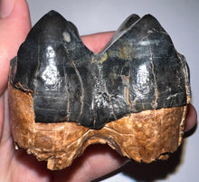 Load image into Gallery viewer, Super Rare Deinothere Large Fossil Molar Prodeinotherium 2.64 Inches
