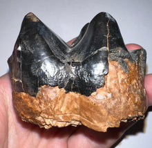 Load image into Gallery viewer, Super Rare Deinothere Large Fossil Molar Prodeinotherium 2.64 Inches
