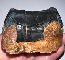Load image into Gallery viewer, Super Rare Deinothere Large Fossil Molar Prodeinotherium 2.64 Inches
