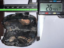Load image into Gallery viewer, Super Rare Deinothere Large Fossil Molar Prodeinotherium 2.64 Inches
