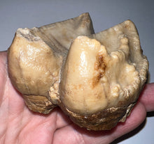 Load image into Gallery viewer, Super Rare Deinothere Large Fossil Molar Prodeinotherium 2.73 Inches
