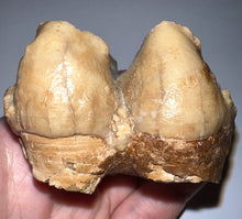 Load image into Gallery viewer, Super Rare Deinothere Large Fossil Molar Prodeinotherium 2.73 Inches
