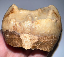 Load image into Gallery viewer, Super Rare Deinothere Large Fossil Molar Prodeinotherium 2.73 Inches

