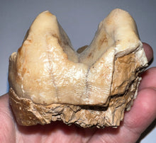 Load image into Gallery viewer, Super Rare Deinothere Large Fossil Molar Prodeinotherium 2.73 Inches
