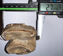 Load image into Gallery viewer, Super Rare Deinothere Large Fossil Molar Prodeinotherium 2.73 Inches
