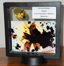 Load image into Gallery viewer, GEM QUALITY Dinosaur age Burmite AMBER with a Rare Five Petal FLOWER! TESTED FOR AUTHENTICITY!!
