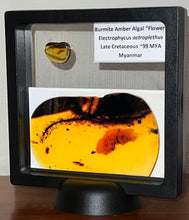 Load image into Gallery viewer, GEM QUALITY Dinosaur age Burmite AMBER with a Rare Algal &quot;Flower&quot; ELECTROPHYCUS! TESTED FOR AUTHENTICITY!!
