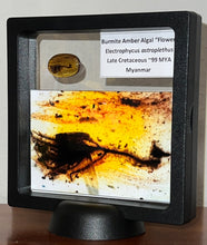 Load image into Gallery viewer, GEM QUALITY Dinosaur age Burmite AMBER with a Rare Algal &quot;Flower&quot; ELECTROPHYCUS! TESTED FOR AUTHENTICITY!!
