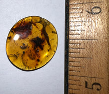 Load image into Gallery viewer, GEM QUALITY Dinosaur age Burmite AMBER with a Rare Five Petal FLOWER! TESTED FOR AUTHENTICITY!!

