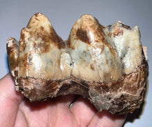 Load image into Gallery viewer, Super Rare Deinothere Huge Fossil Molar Prodeinotherium 3 Inches
