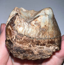 Load image into Gallery viewer, Super Rare Deinothere Huge Fossil Molar Prodeinotherium 3 Inches
