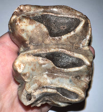 Load image into Gallery viewer, Super Rare Deinothere Huge Fossil Molar Prodeinotherium 3 Inches
