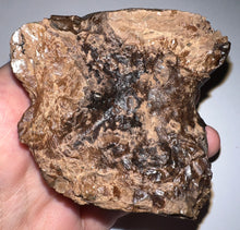 Load image into Gallery viewer, Super Rare Deinothere Huge Fossil Molar Prodeinotherium 3 Inches
