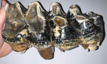 Load image into Gallery viewer, HUGE American Mastodon Fossil Molar 8.44 Inches
