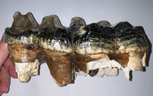 Load image into Gallery viewer, HUGE American Mastodon Fossil Molar 8.44 Inches
