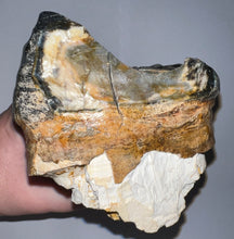 Load image into Gallery viewer, HUGE American Mastodon Fossil Molar 8.44 Inches
