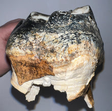 Load image into Gallery viewer, HUGE American Mastodon Fossil Molar 8.44 Inches
