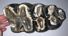 Load image into Gallery viewer, HUGE American Mastodon Fossil Molar 8.44 Inches
