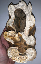 Load image into Gallery viewer, HUGE American Mastodon Fossil Molar 8.44 Inches
