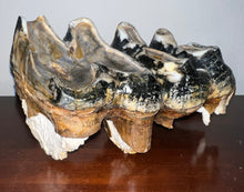Load image into Gallery viewer, HUGE American Mastodon Fossil Molar 8.44 Inches
