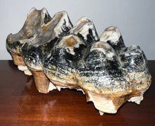 Load image into Gallery viewer, HUGE American Mastodon Fossil Molar 8.44 Inches
