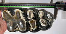 Load image into Gallery viewer, HUGE American Mastodon Fossil Molar 8.44 Inches
