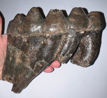 Load image into Gallery viewer, GEM American Mastodon Fossil Molar 6.5 Inches
