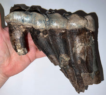Load image into Gallery viewer, GEM American Mastodon Fossil Molar 6.5 Inches
