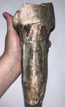 Load image into Gallery viewer, GEM American Mastodon Fossil Molar 6.5 Inches
