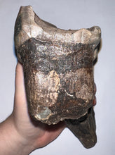 Load image into Gallery viewer, GEM American Mastodon Fossil Molar 6.5 Inches
