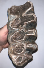 Load image into Gallery viewer, GEM American Mastodon Fossil Molar 6.5 Inches
