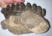 Load image into Gallery viewer, GEM HUGE Stegodon Fossil Partial Skull with a Complete Molar 8.77 Inches Java, Indonesia!
