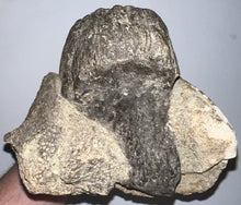 Load image into Gallery viewer, GEM HUGE Stegodon Fossil Partial Skull with a Complete Molar 8.77 Inches Java, Indonesia!
