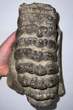 Load image into Gallery viewer, GEM HUGE Stegodon Fossil Partial Skull with a Complete Molar 8.77 Inches Java, Indonesia!
