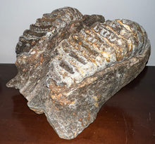 Load image into Gallery viewer, GEM HUGE Stegodon Fossil Partial Skull Complete Upper Jaw with Both Molars 12 Inches Java, Indonesia!
