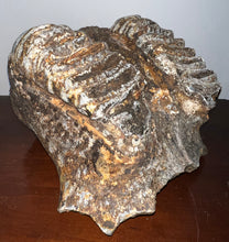 Load image into Gallery viewer, GEM HUGE Stegodon Fossil Partial Skull Complete Upper Jaw with Both Molars 12 Inches Java, Indonesia!
