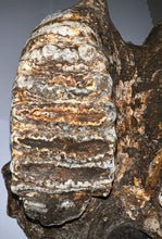 Load image into Gallery viewer, GEM HUGE Stegodon Fossil Partial Skull Complete Upper Jaw with Both Molars 12 Inches Java, Indonesia!
