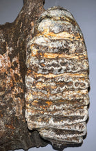 Load image into Gallery viewer, GEM HUGE Stegodon Fossil Partial Skull Complete Upper Jaw with Both Molars 12 Inches Java, Indonesia!
