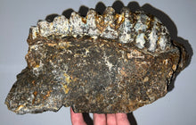 Load image into Gallery viewer, GEM HUGE Stegodon Fossil Partial Skull Complete Upper Jaw with Both Molars 12 Inches Java, Indonesia!
