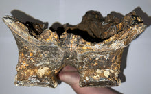 Load image into Gallery viewer, GEM HUGE Stegodon Fossil Partial Skull Complete Upper Jaw with Both Molars 12 Inches Java, Indonesia!
