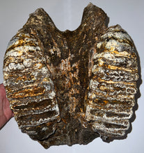 Load image into Gallery viewer, GEM HUGE Stegodon Fossil Partial Skull Complete Upper Jaw with Both Molars 12 Inches Java, Indonesia!
